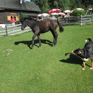 5. diena - Poserhohe 1505 m