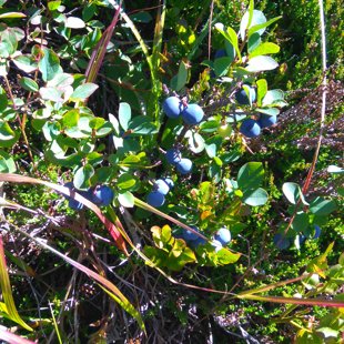 5. diena - pa ceļam uz Madleinsee 2437 m - daudz lielas, garšīgas zilenes