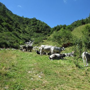 5. diena - lejā no Madleinsee 2437 m - jāšķērso govju atpūtas vieta