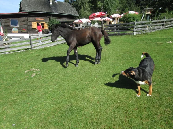 5. diena - Poserhohe 1505 m