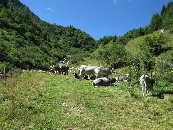 5. diena - lejā no Madleinsee 2437 m - jāšķērso govju atpūtas vieta